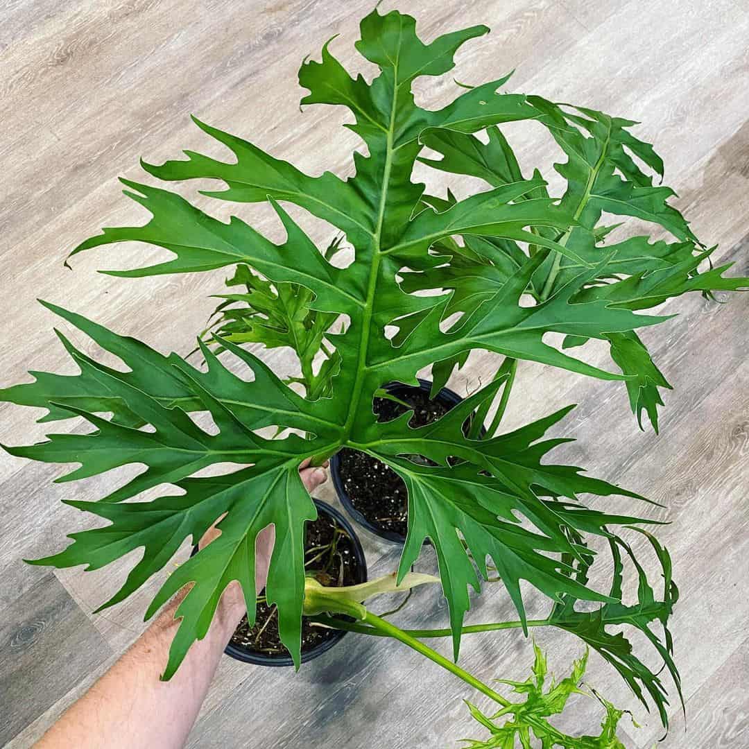 hand holding Philodendron Warscewiczii plant in pot