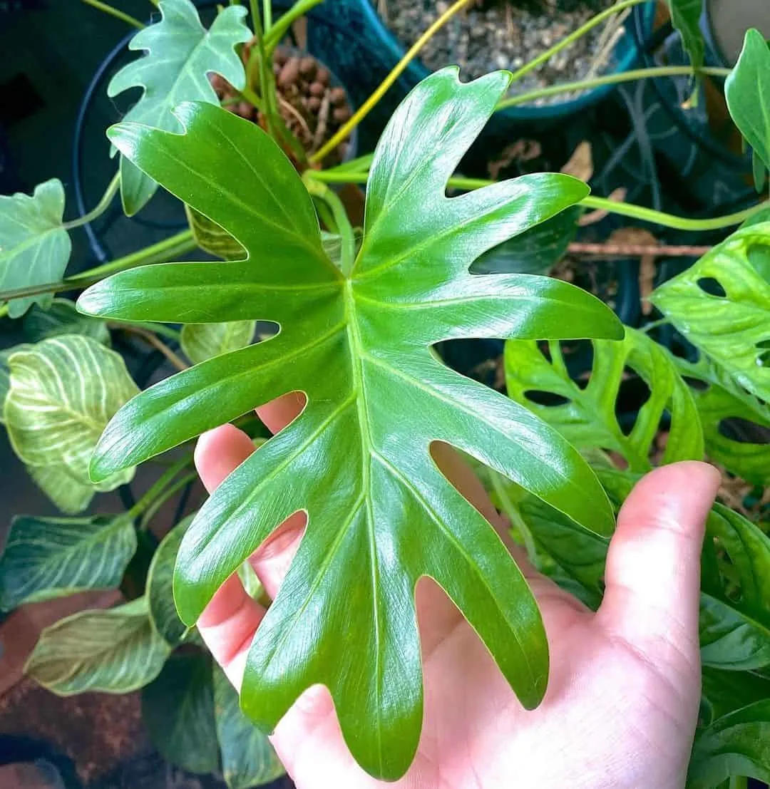 hand holding philodendron deja vu leaf
