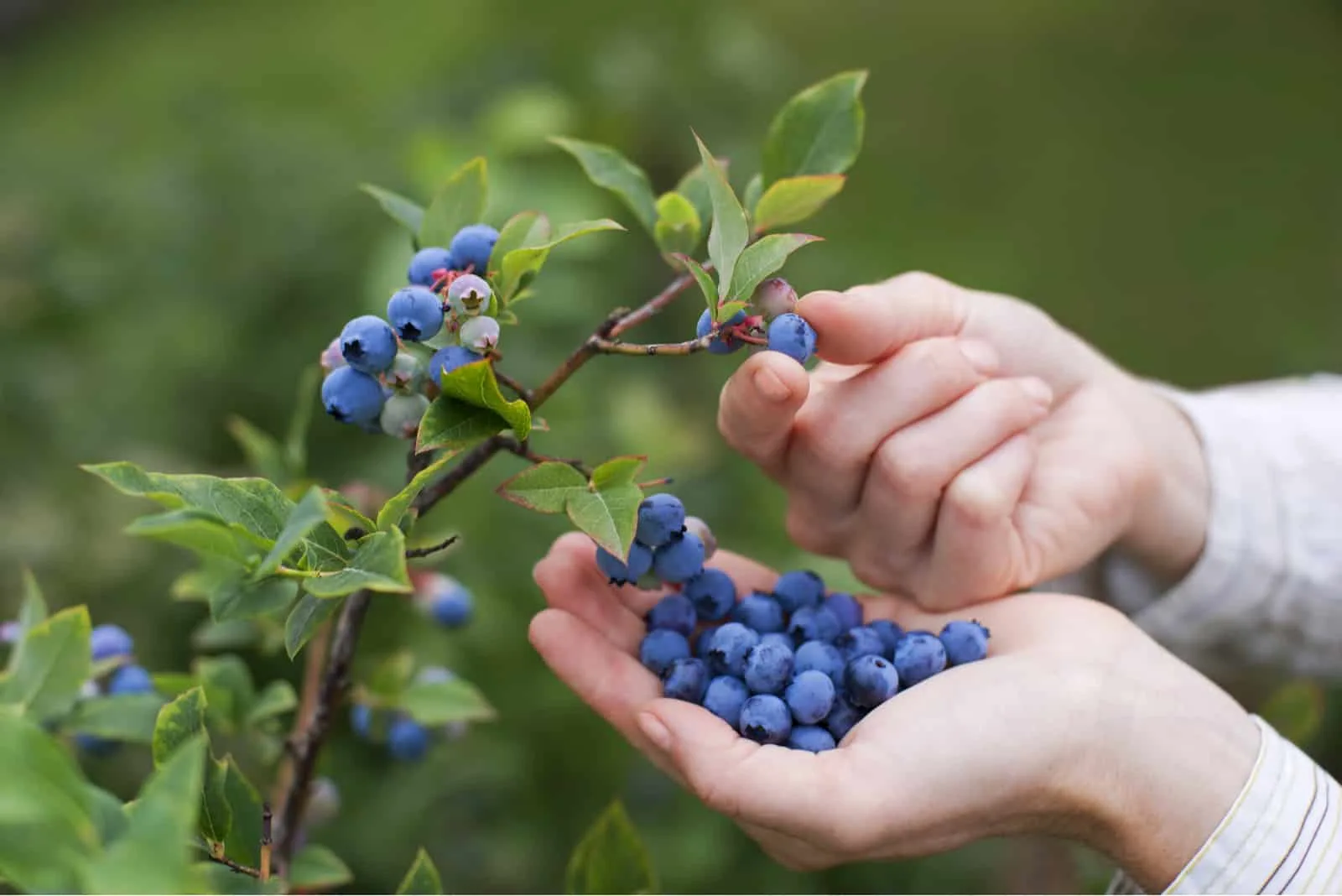 hands picking blueberries from plant