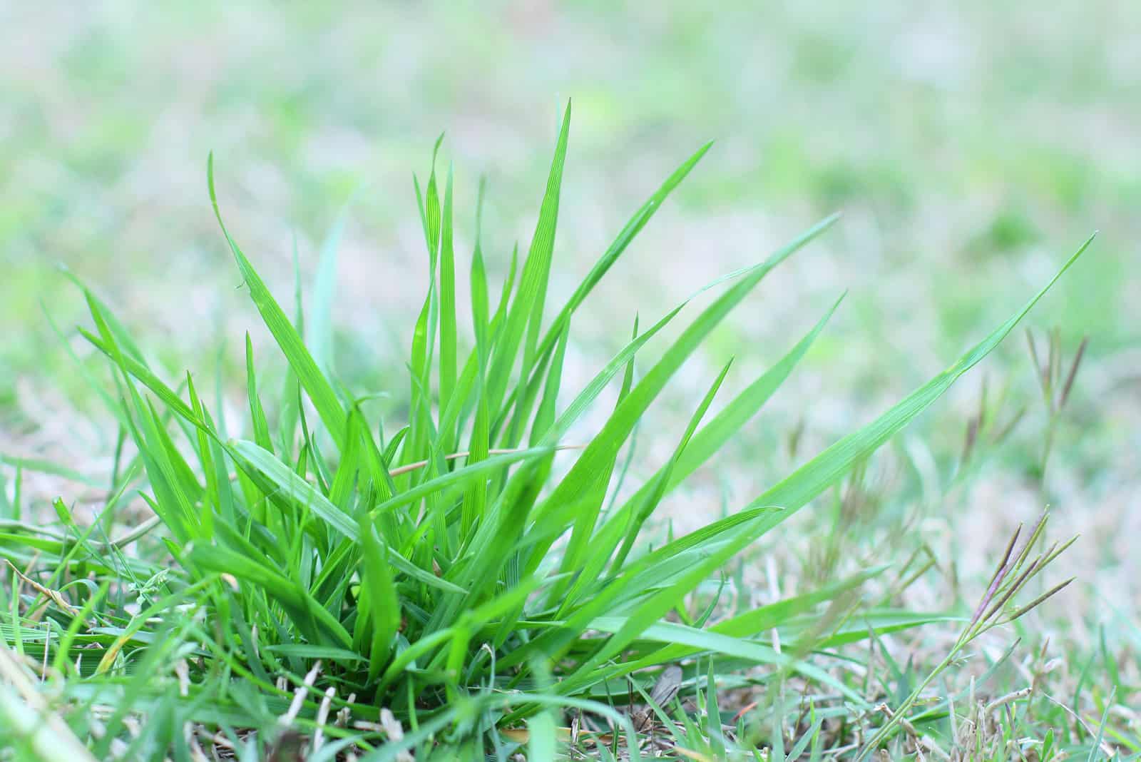 lawn weed in the green grass