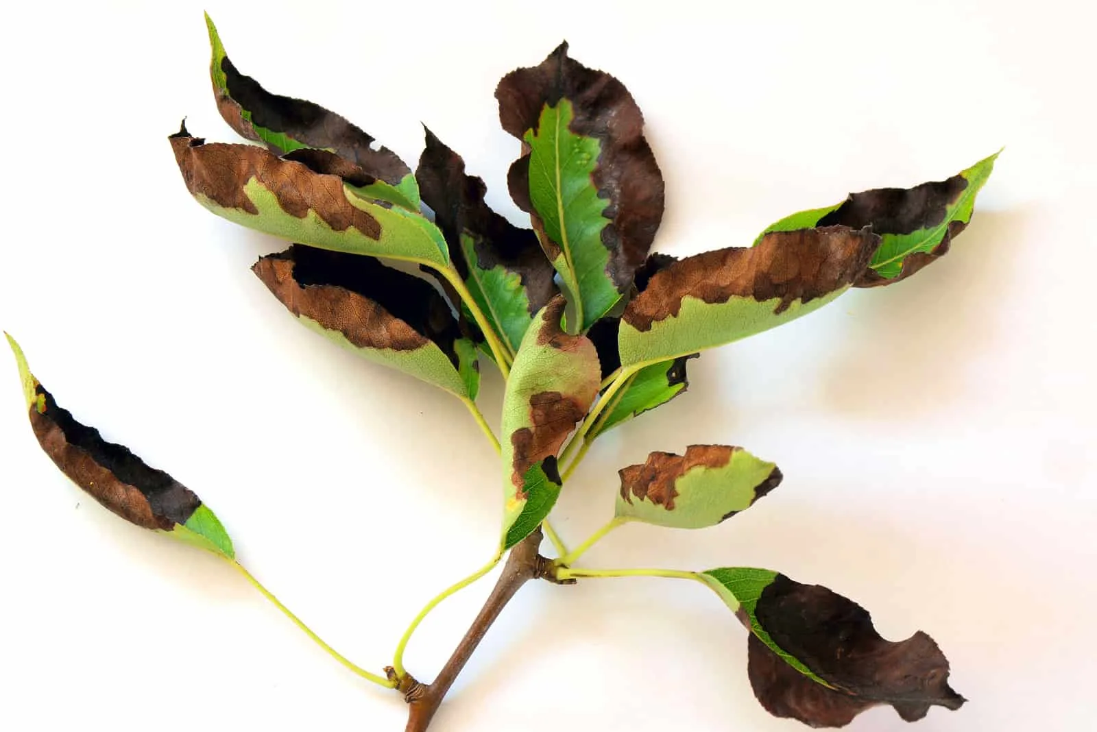 leaves damaged by bacterial disease fire blight