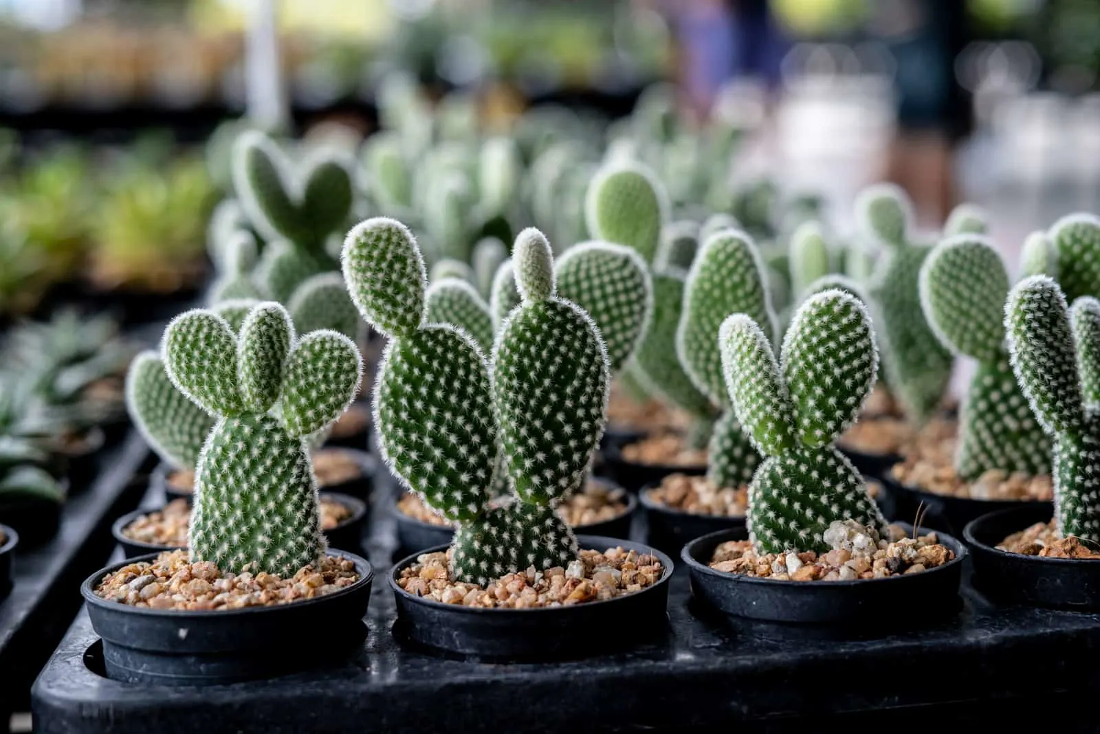 little cactus in pots