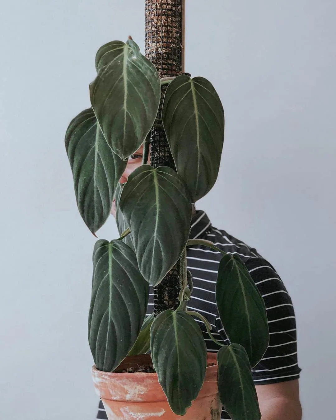 man holding a philodendron gigas plant