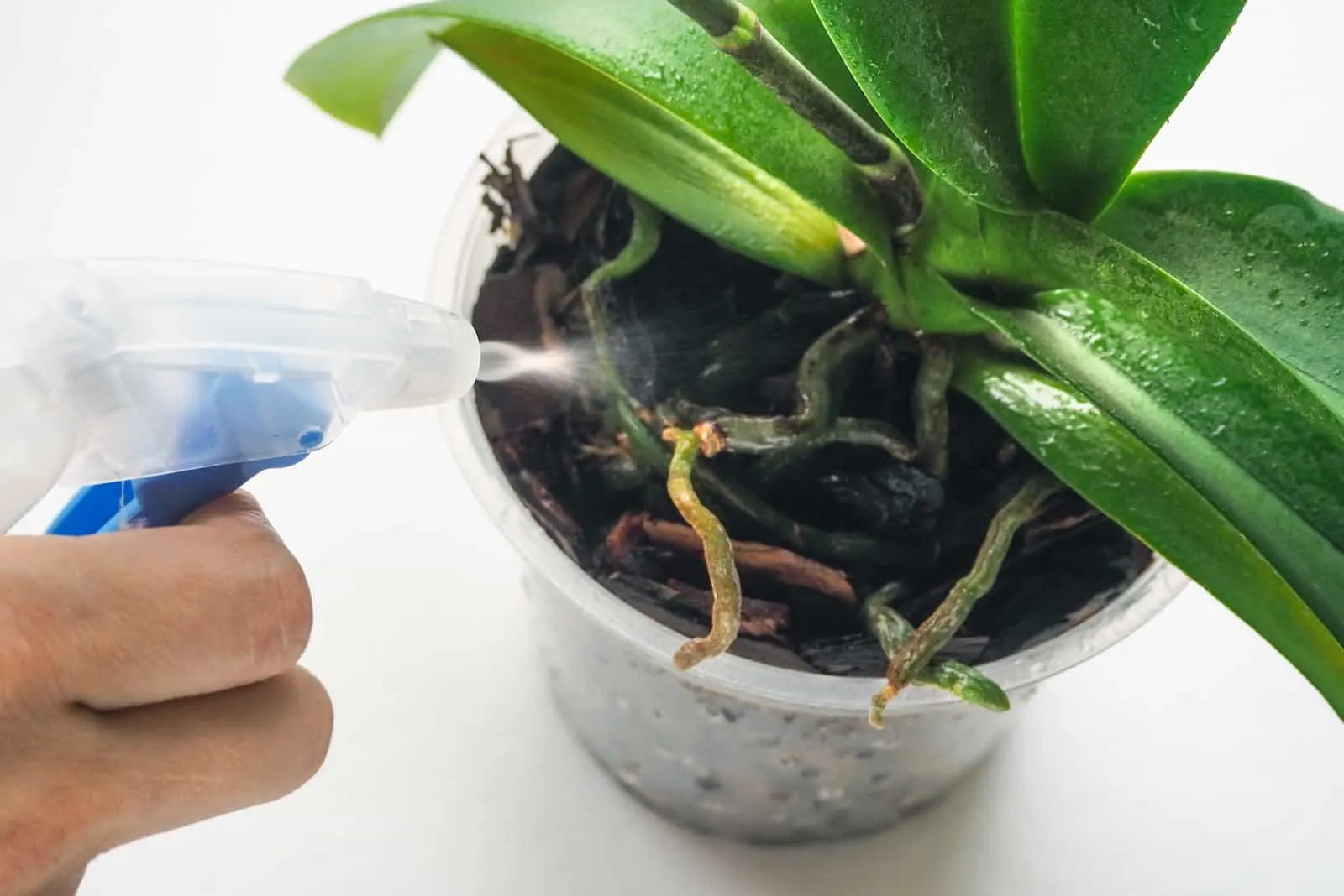 man spray watering an orchid