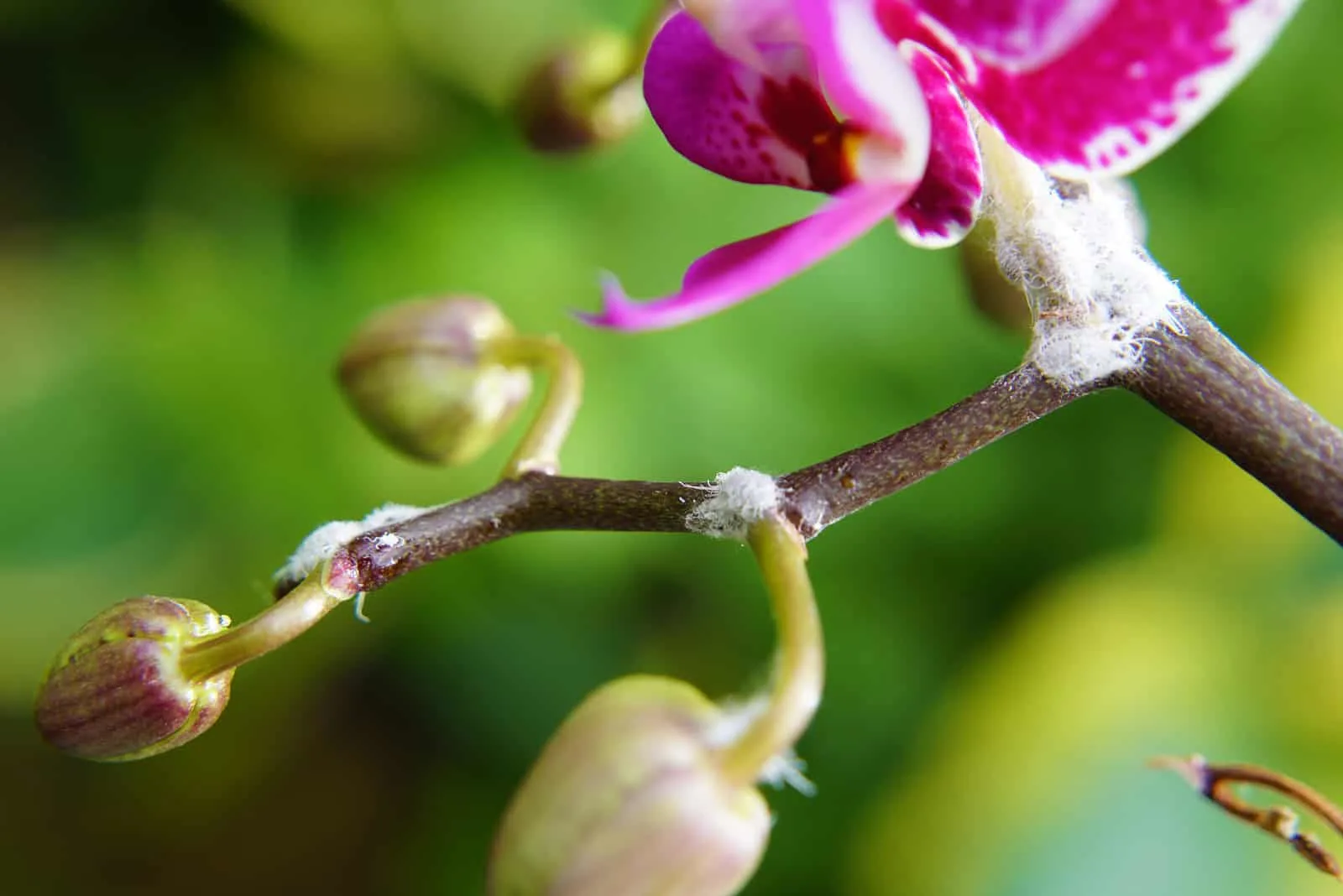 mealybugs on orchid plant