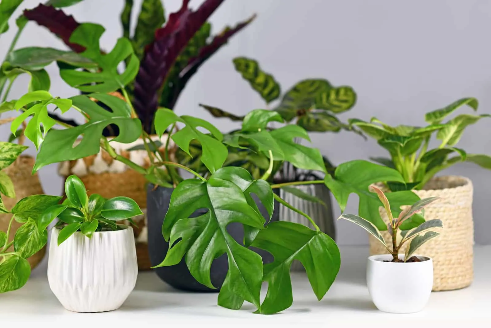 mini monstera plant in flower pot with other plants in the room