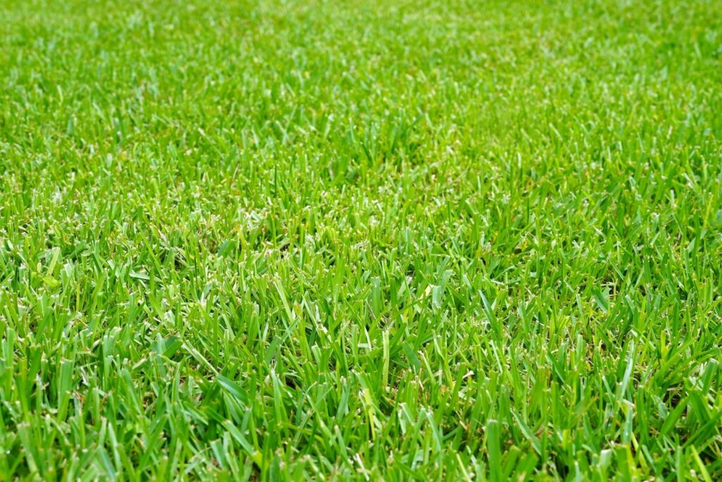 mix Bermuda and St. Augustine grass