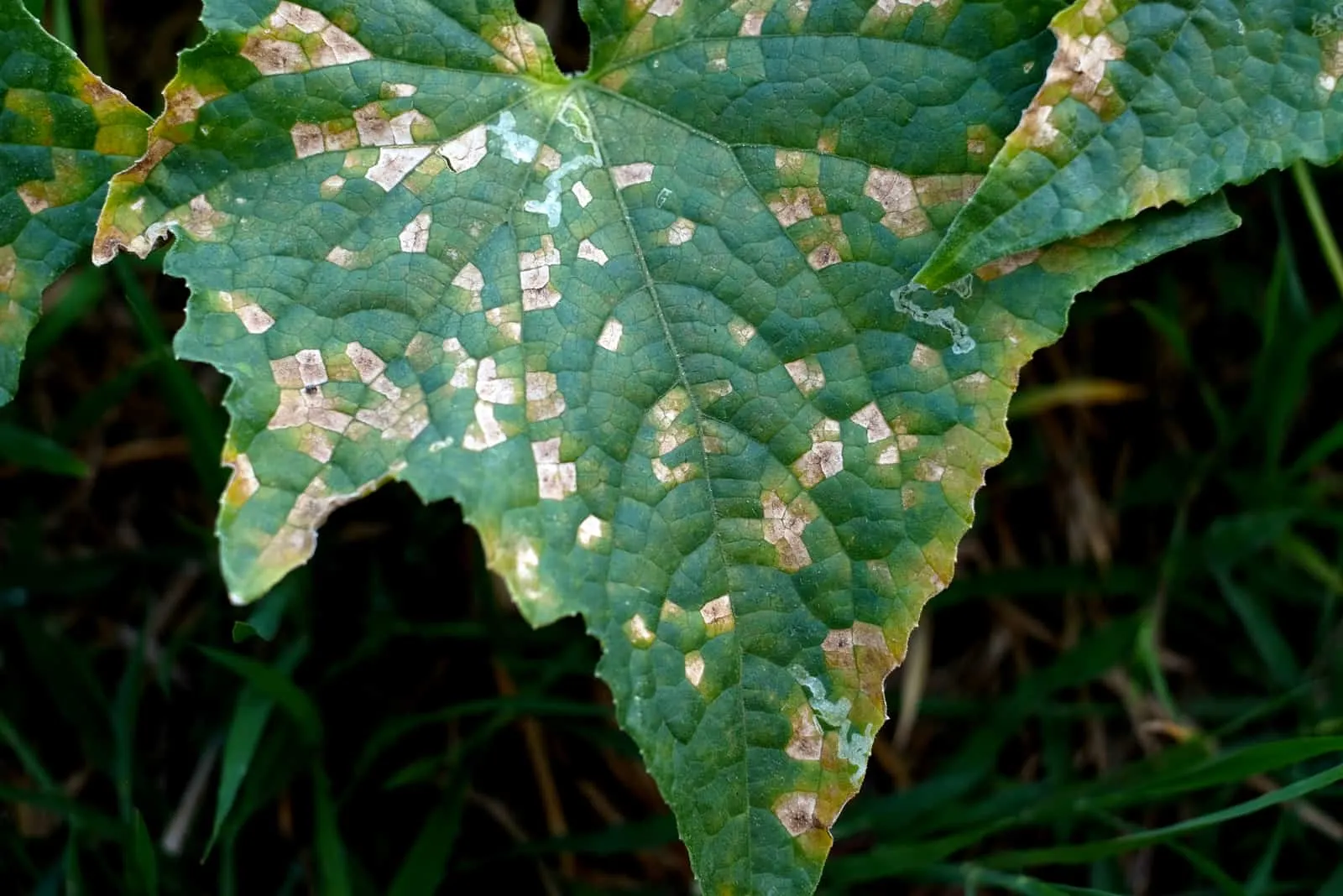 mosaic virus on cucumber leaves