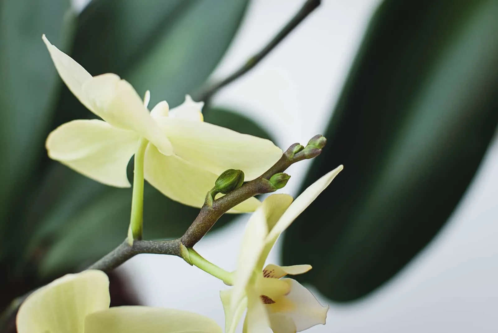 orchid growing flower on brown spike