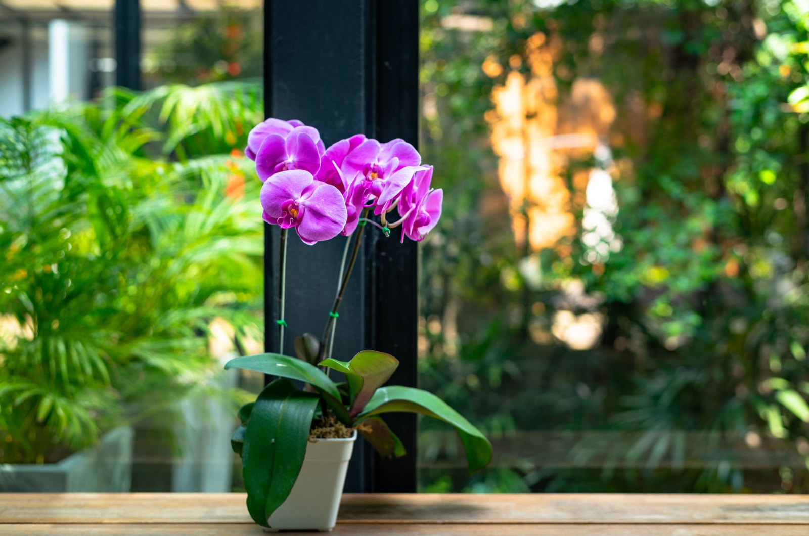 orchid in pot