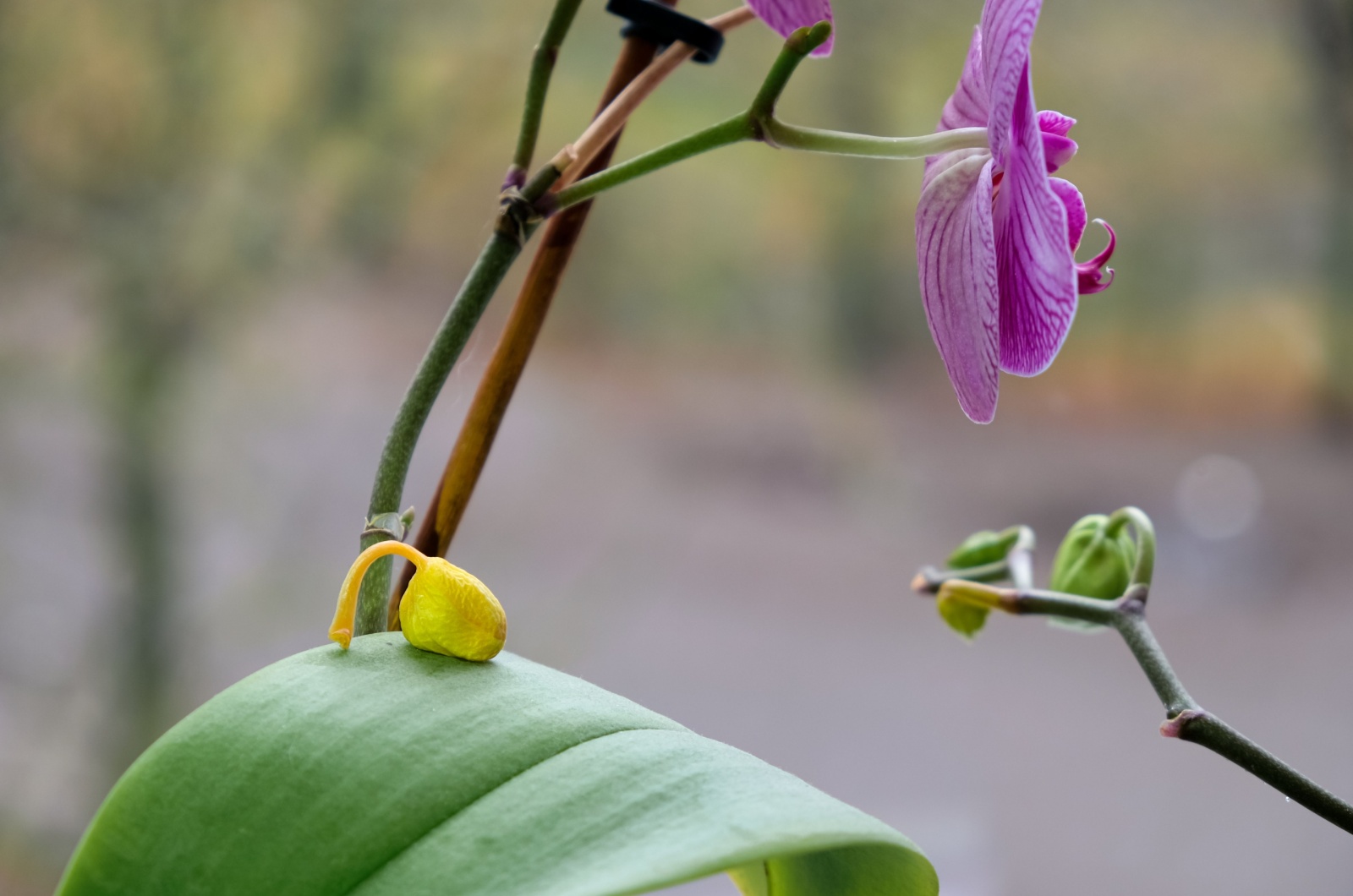 orchid with bud blast