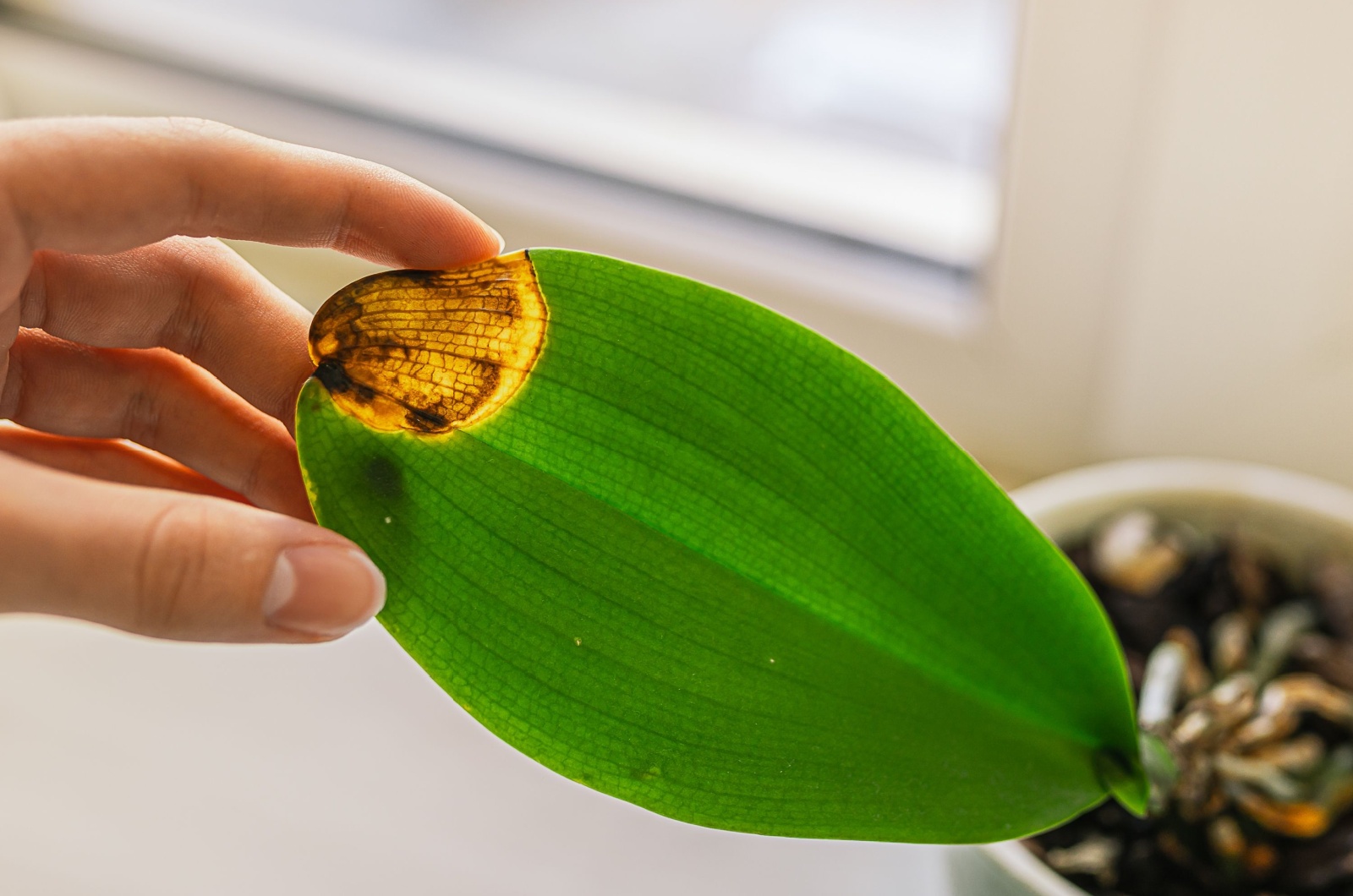 orchid with burned leaf