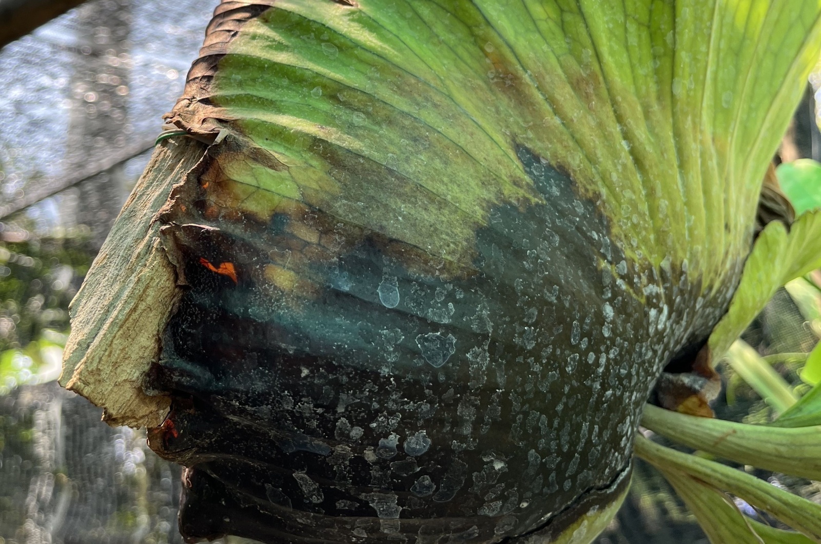 orchid with crown rot