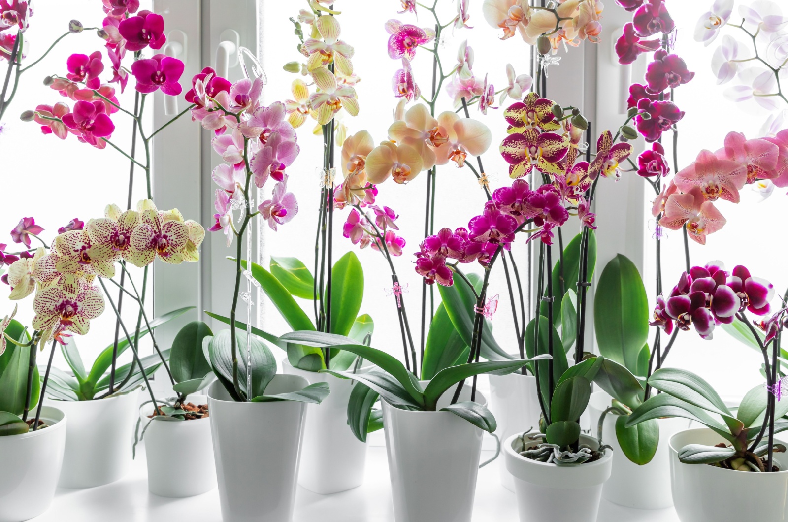 orchids in pots near window