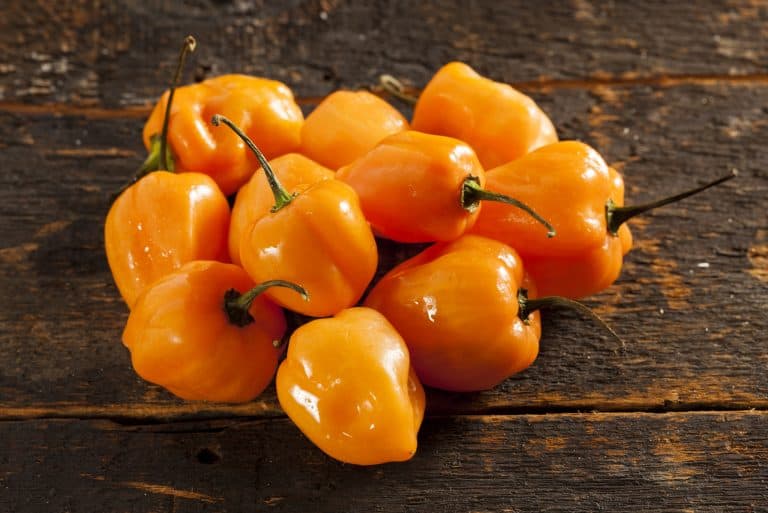 Habanero Orange: Everything You Need To Know