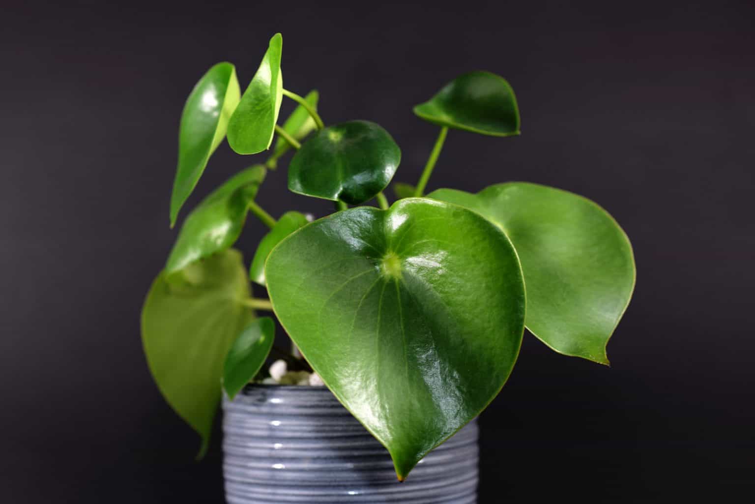 Peperomia Rana Verde Flower