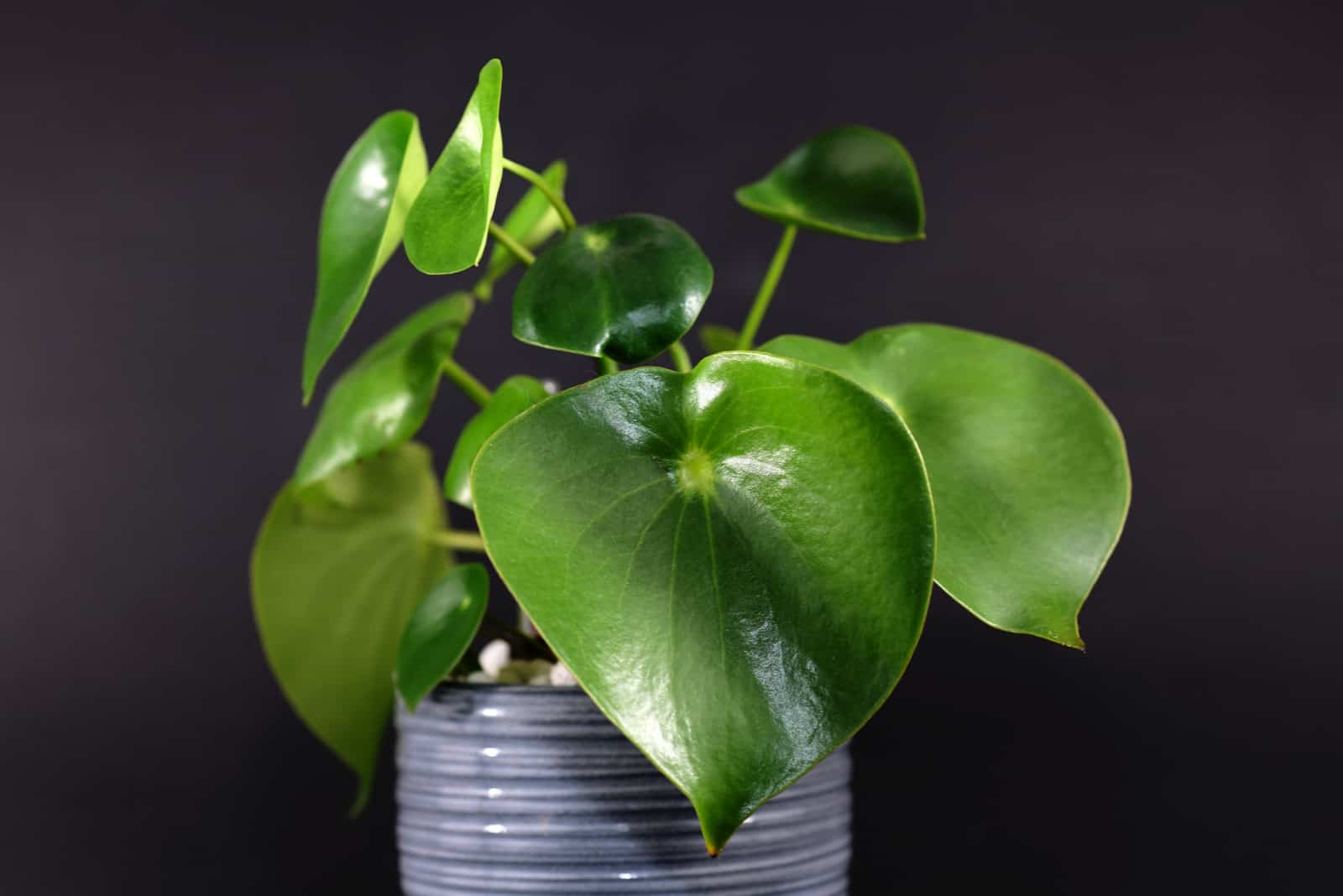 peperomia with thick heart-shaped leaves in gray flower pot