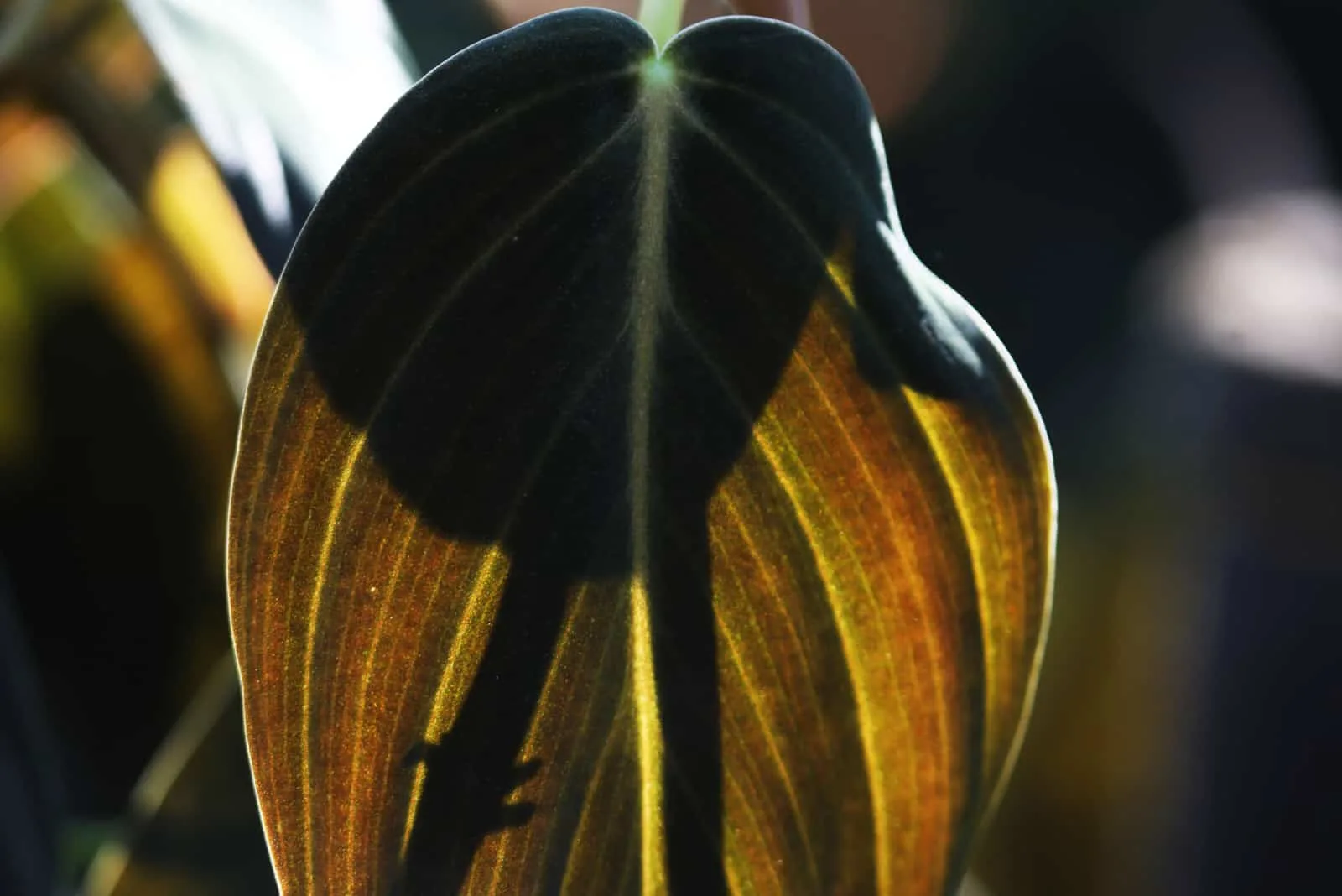 philodendron gigas leaf