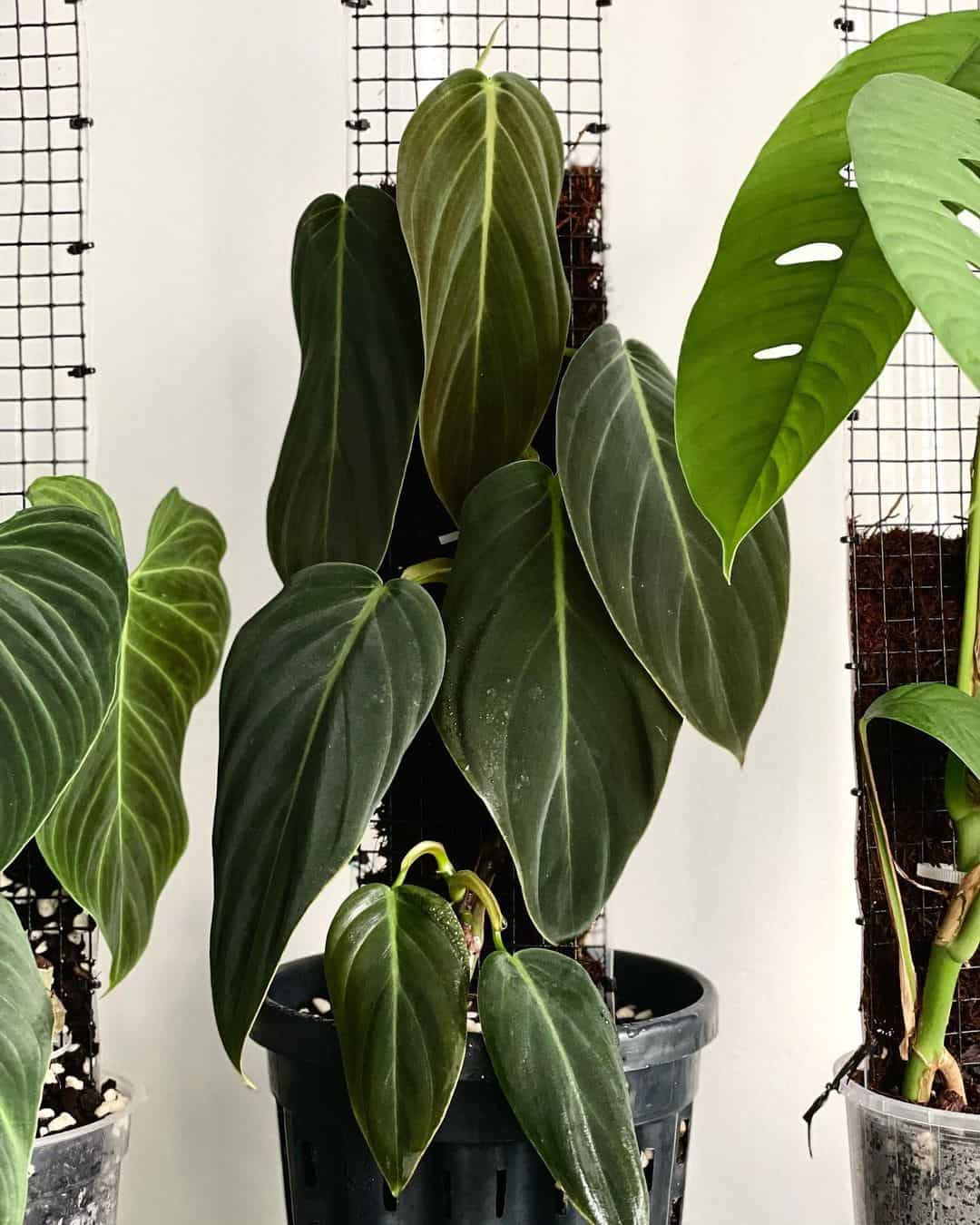 philodendron gigas plant