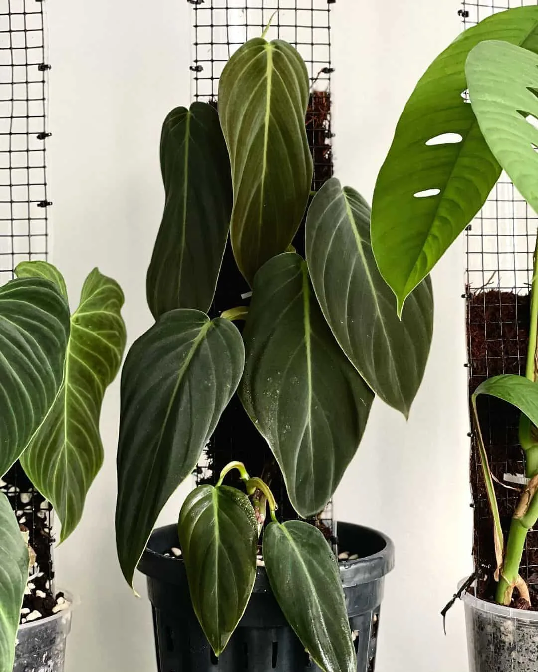 Philodendron Gigas: A Complete Care Guide For This Rare Plant