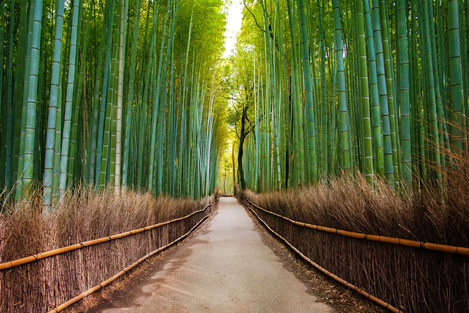 photo of a bamboo forest