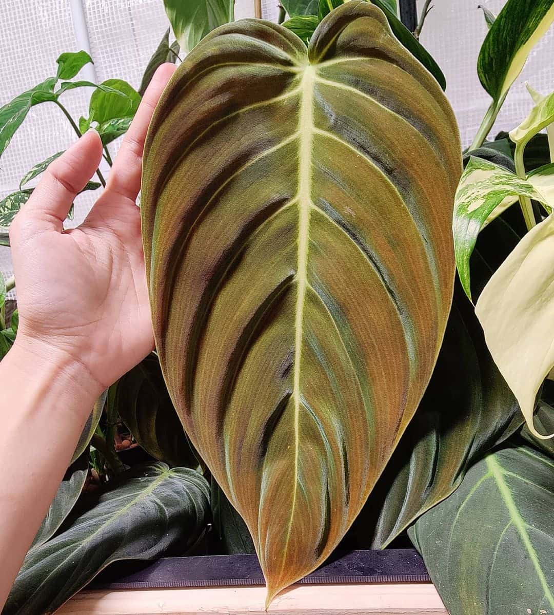 photo of a philodendron gigas leaf