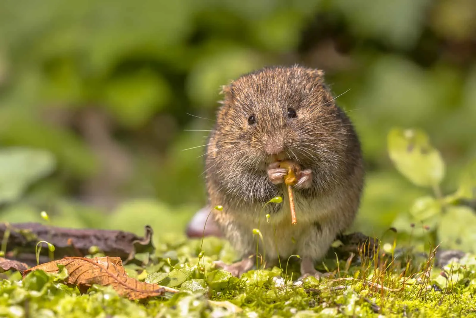 photo of a vole