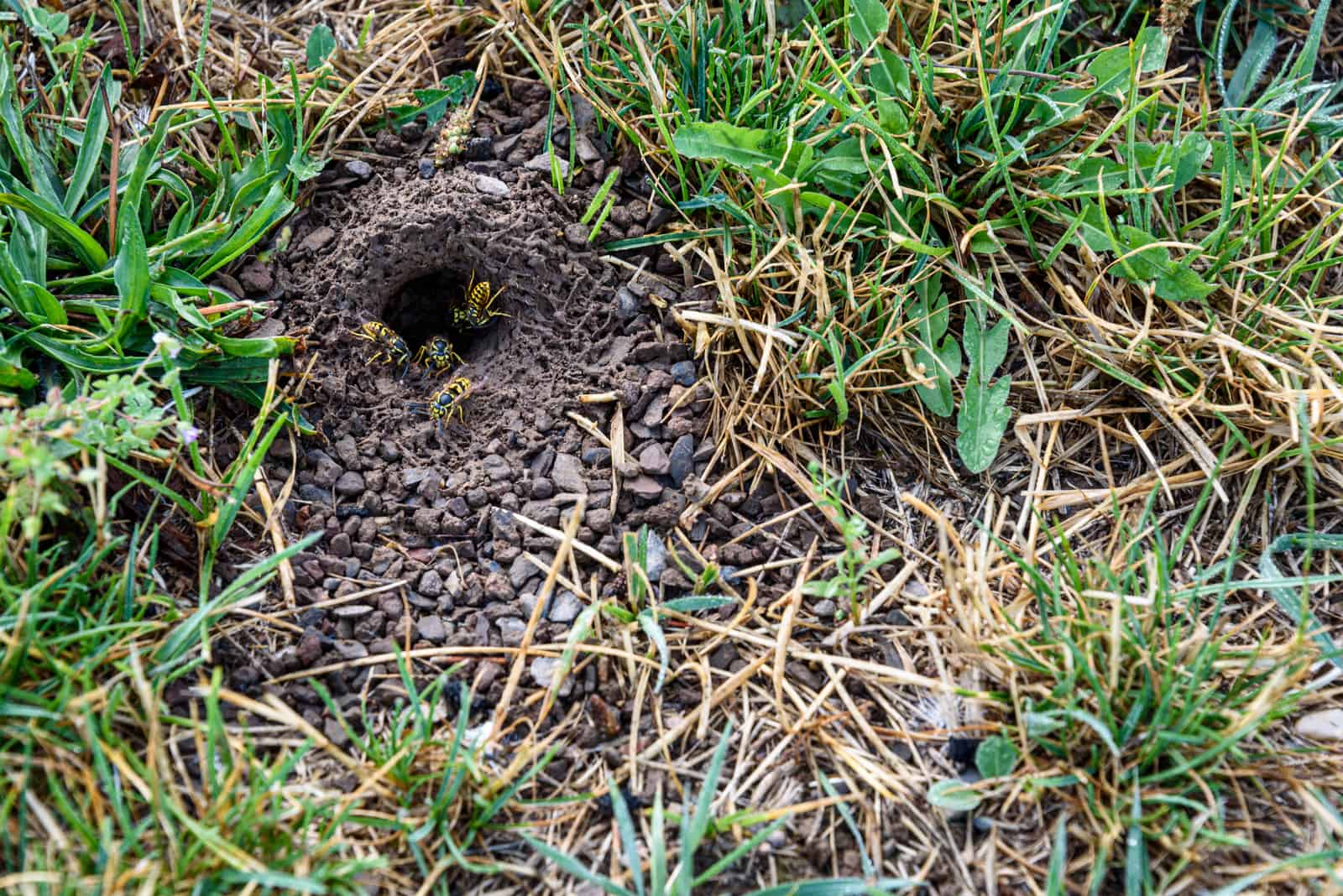 photo of a wasp nest in the ground