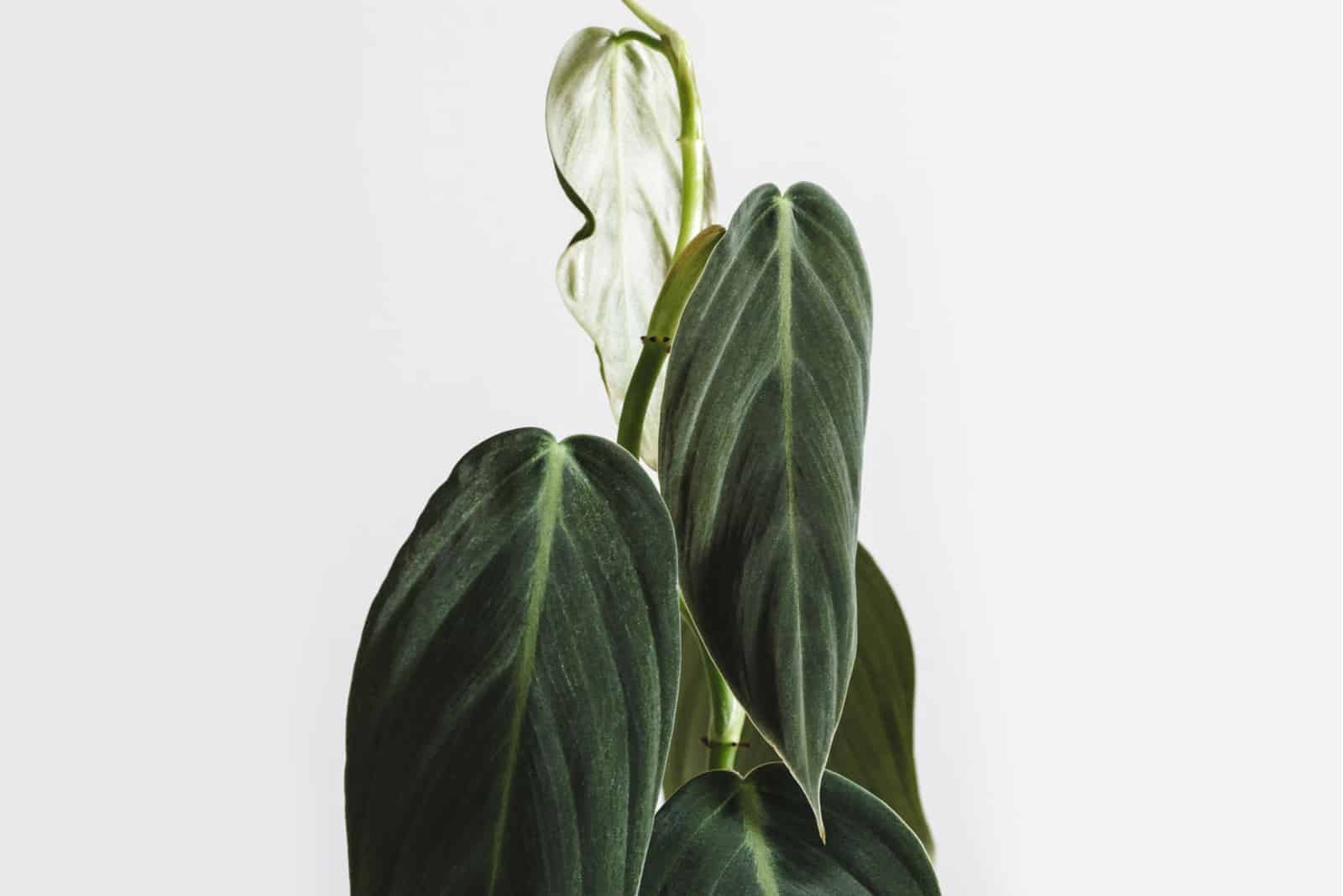 photo of philodendron gigas plant