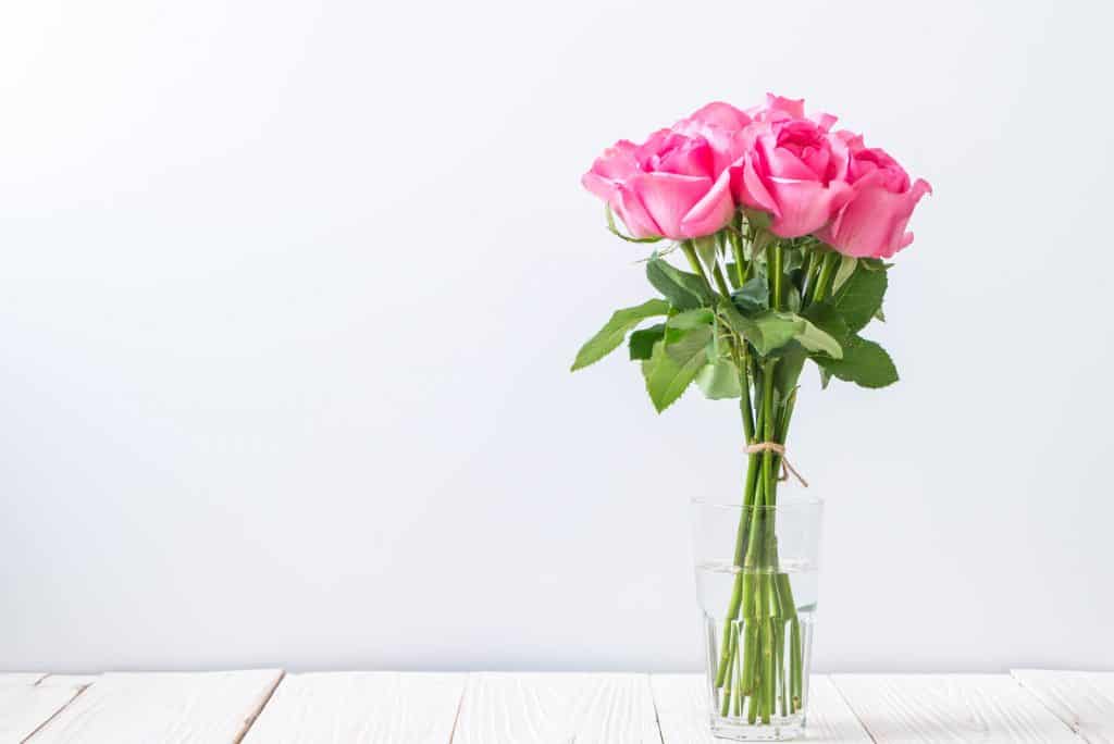 How Long Can Roses Go Without Water Question Answered