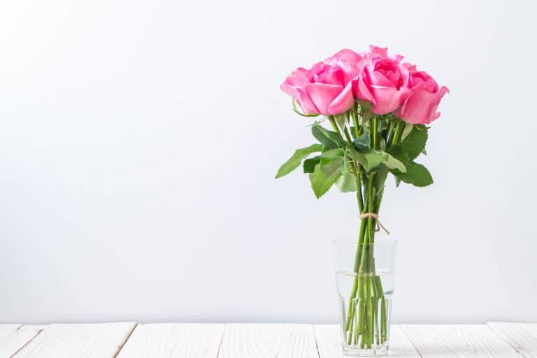 How Long Can Roses Go Without Water Question Answered