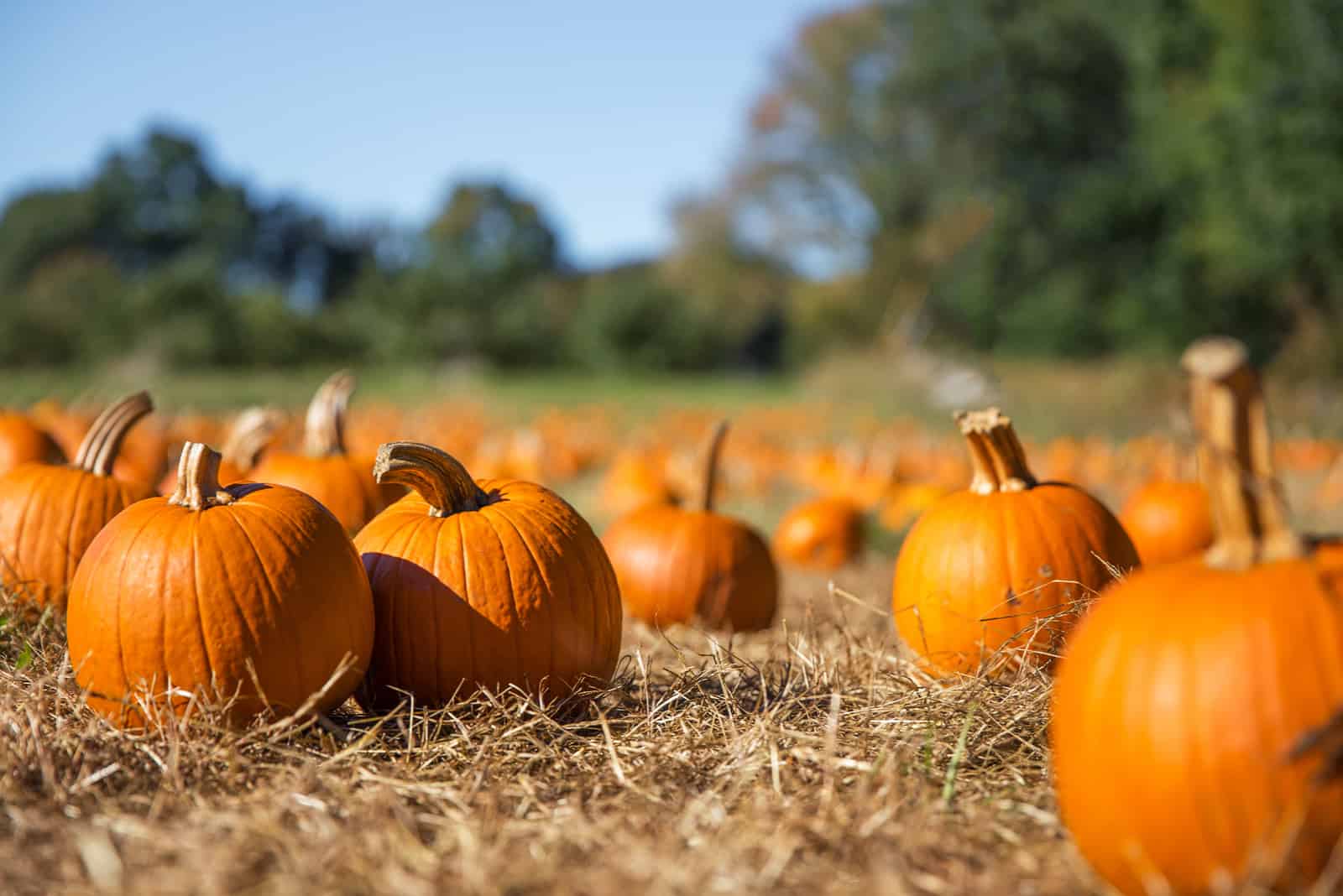 pumpkins outdoors on ground