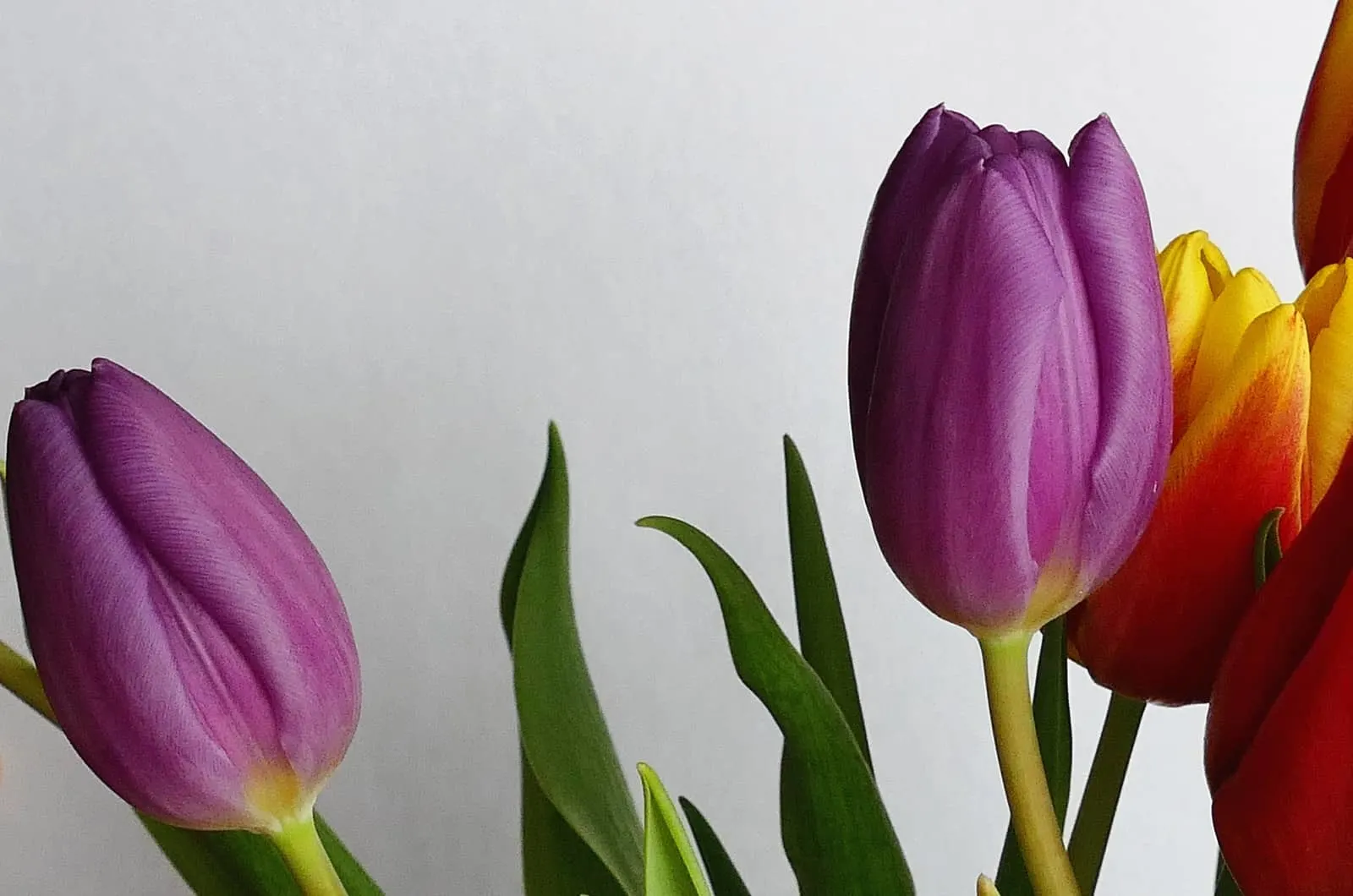 70 Tulip quotes That Capture the Essence of Tulips