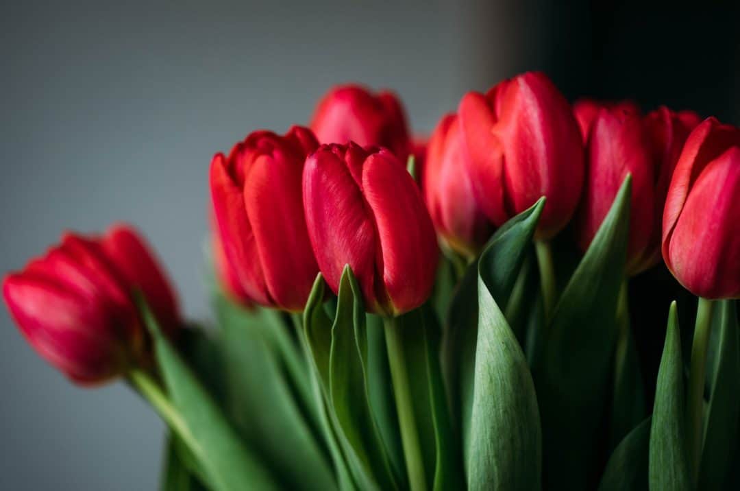 70 Tulip quotes That Capture the Essence of Tulips