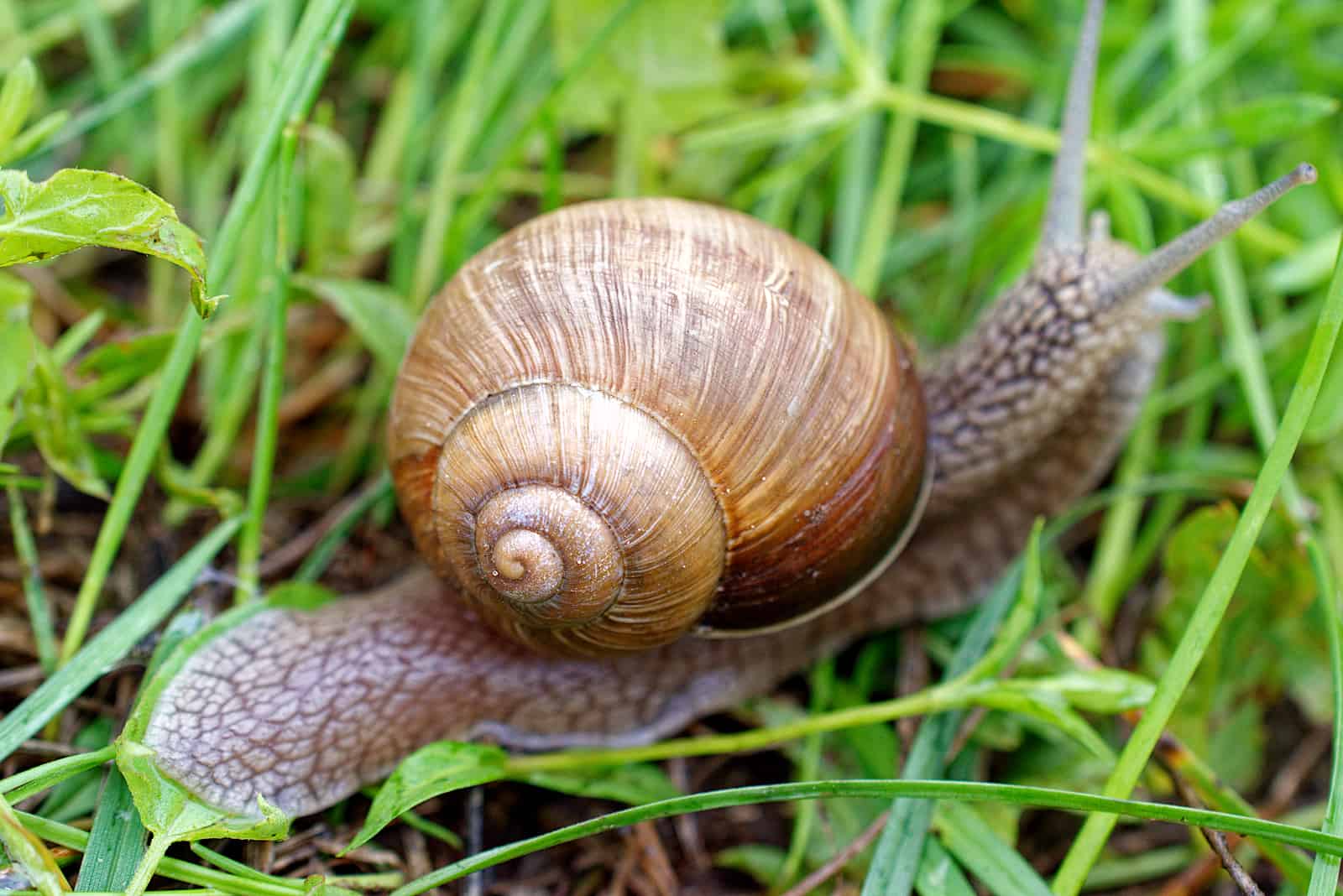 shell of a grape snail among the grass