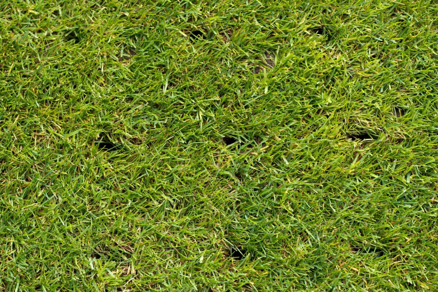 Small Holes In Lawn Overnight The Likely Culprits