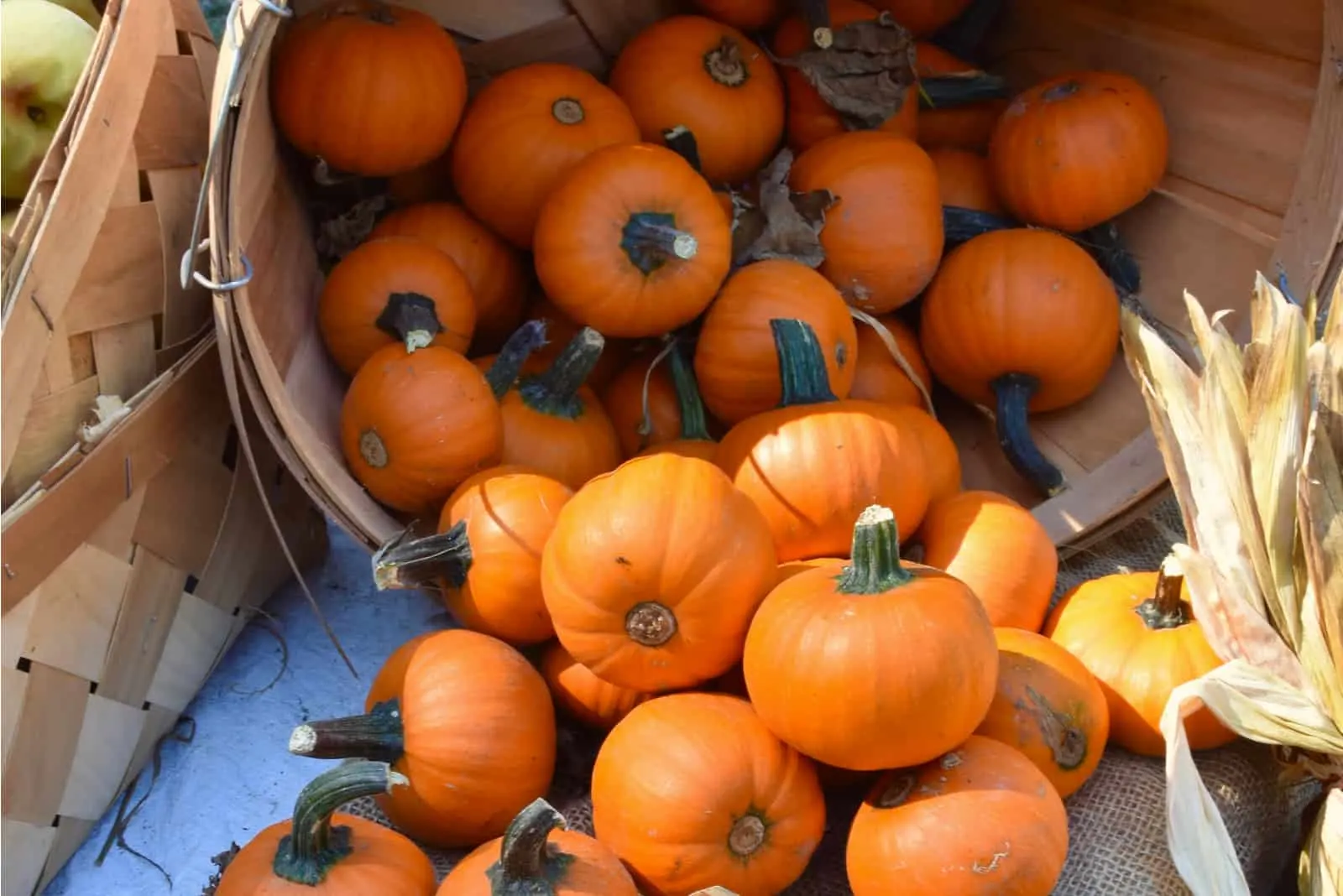 small pumpkins spilling out of basket