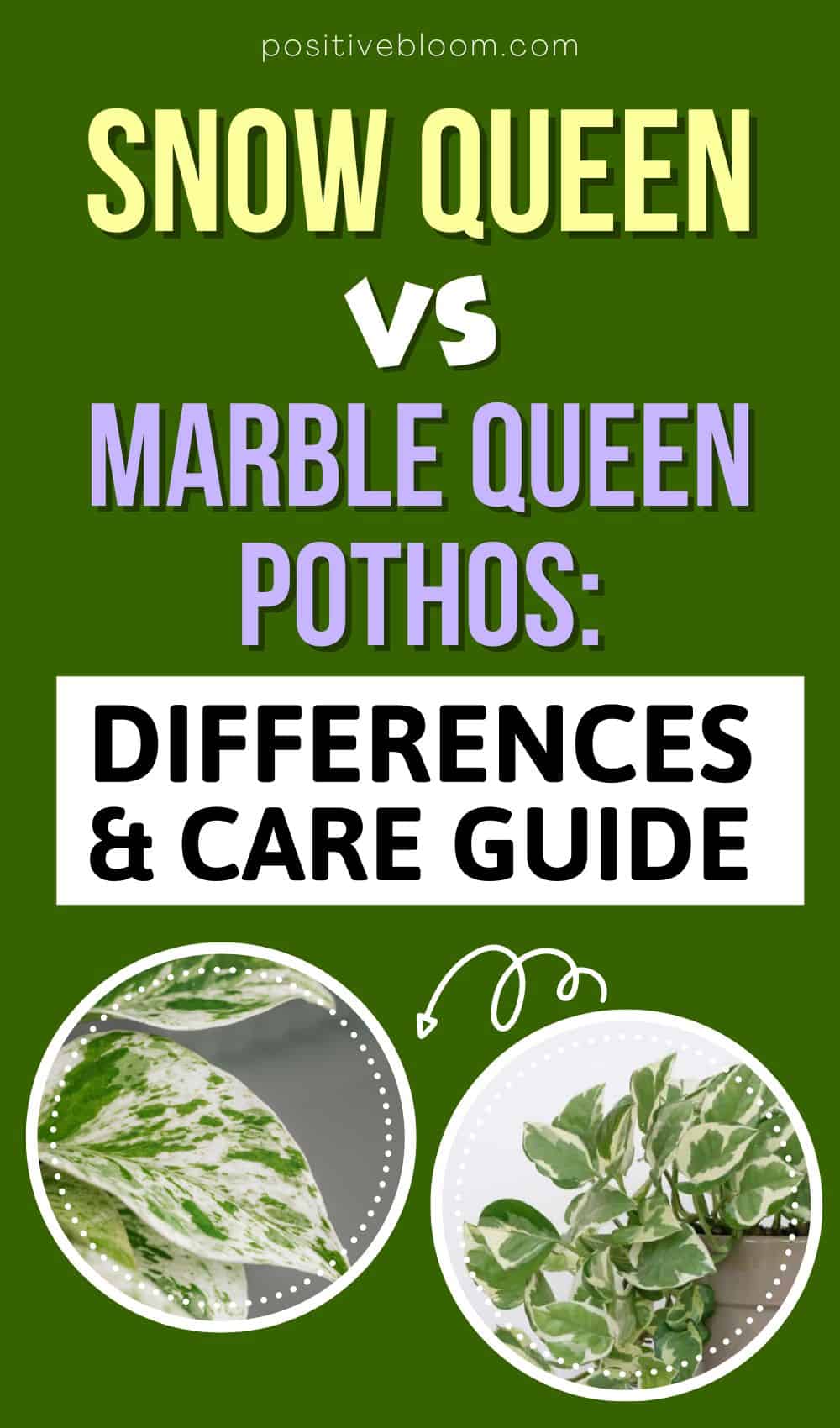 snow queen vs Marble Queen Pothos Differences And