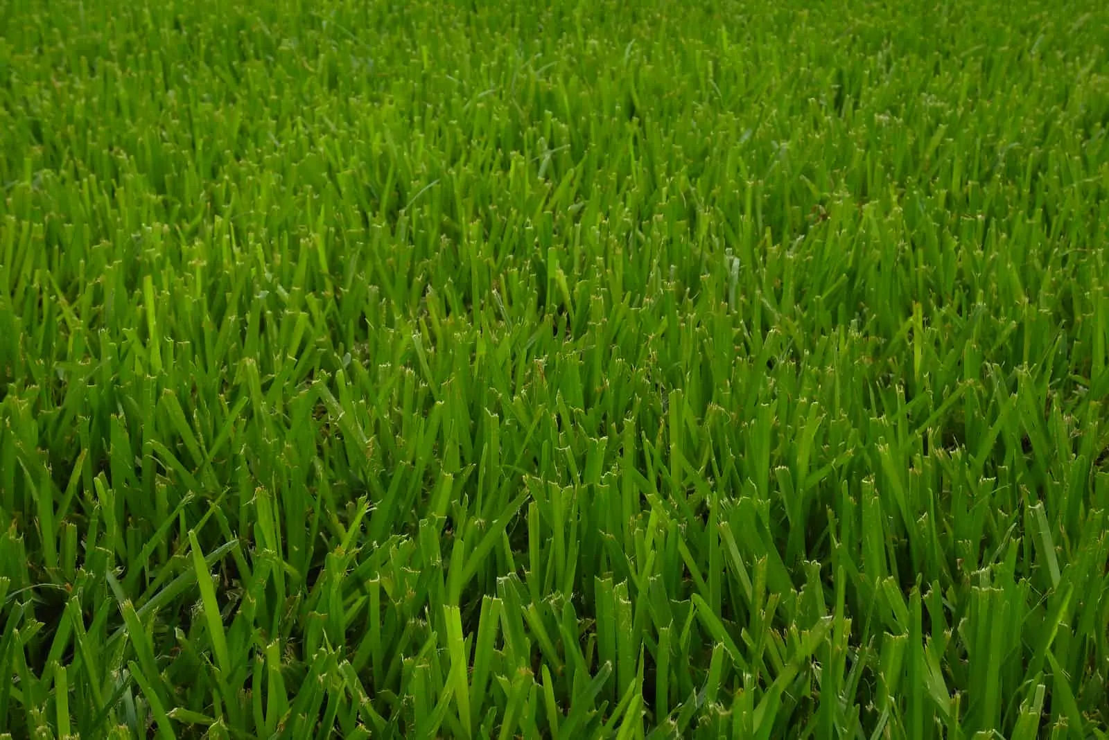 st augustine grass texture
