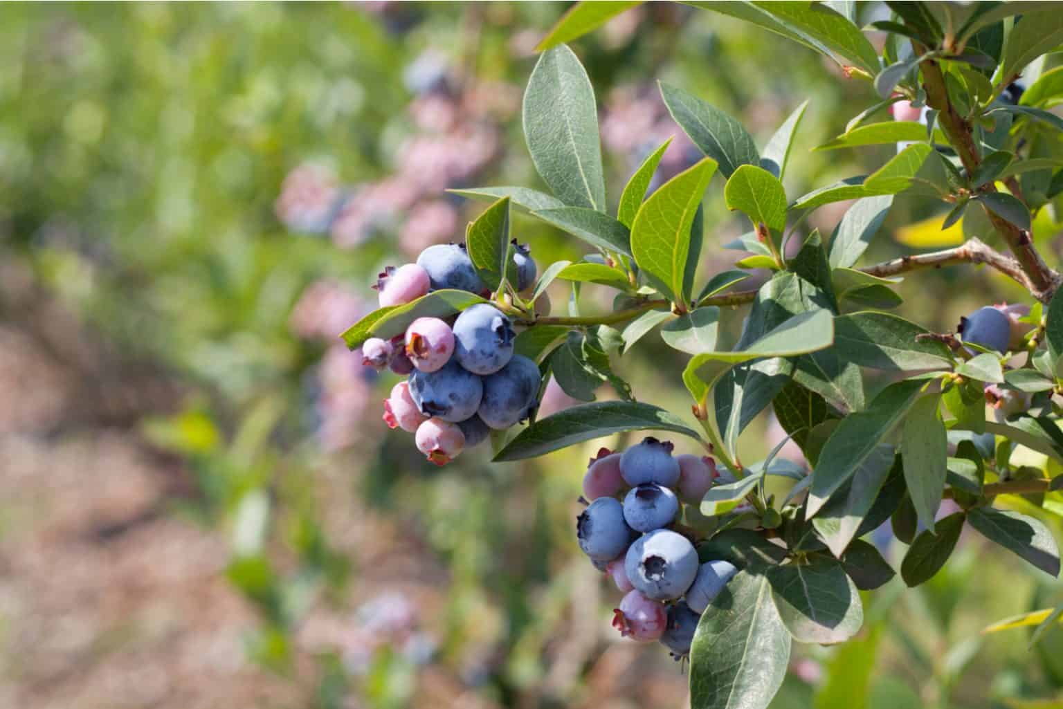 Do Blueberries Have Seeds? Here's The Answer