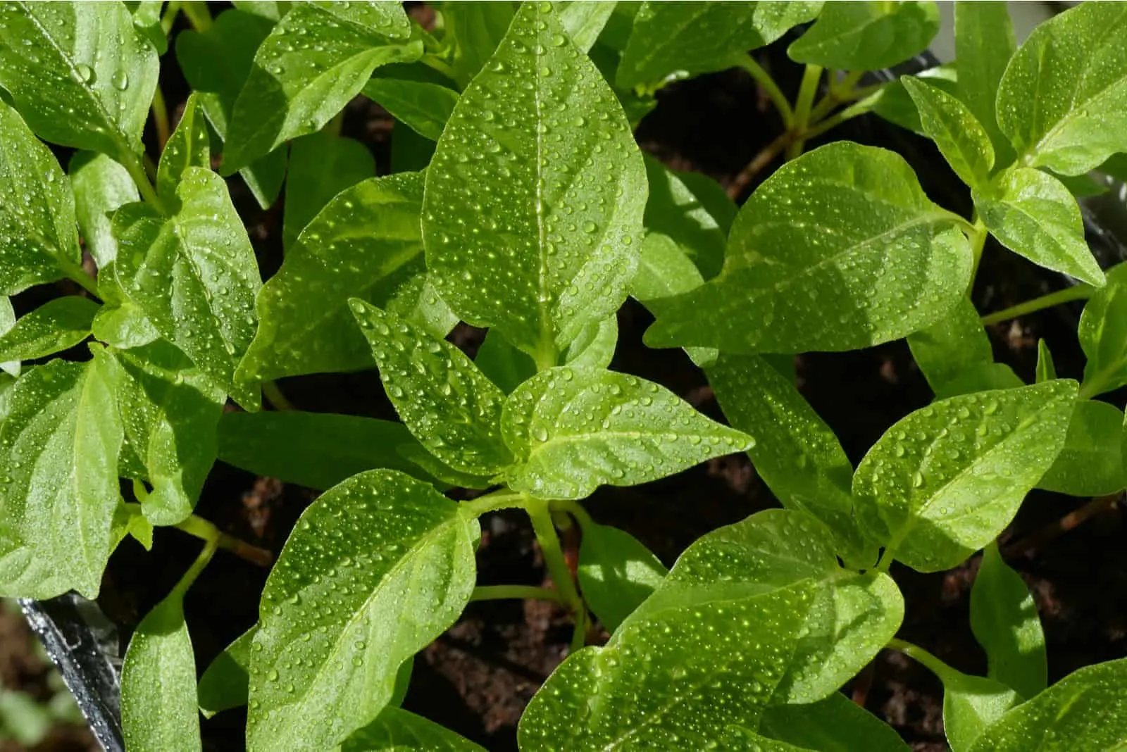 sweet pepper seedlings in a container