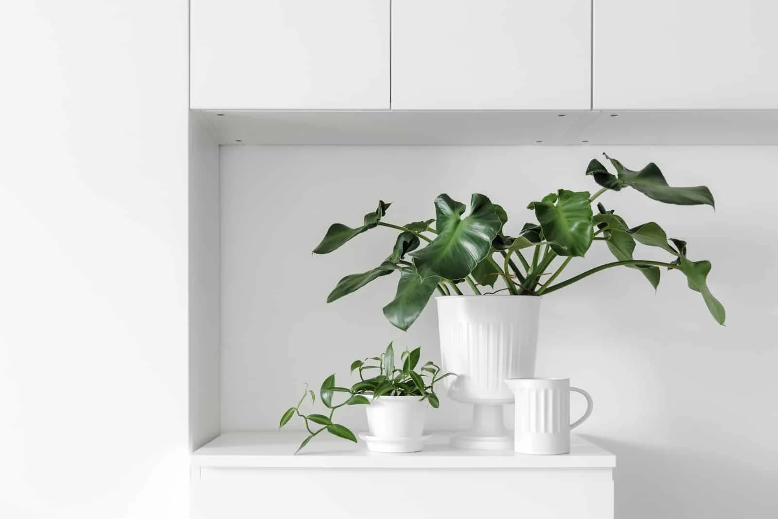 two plants on white counter