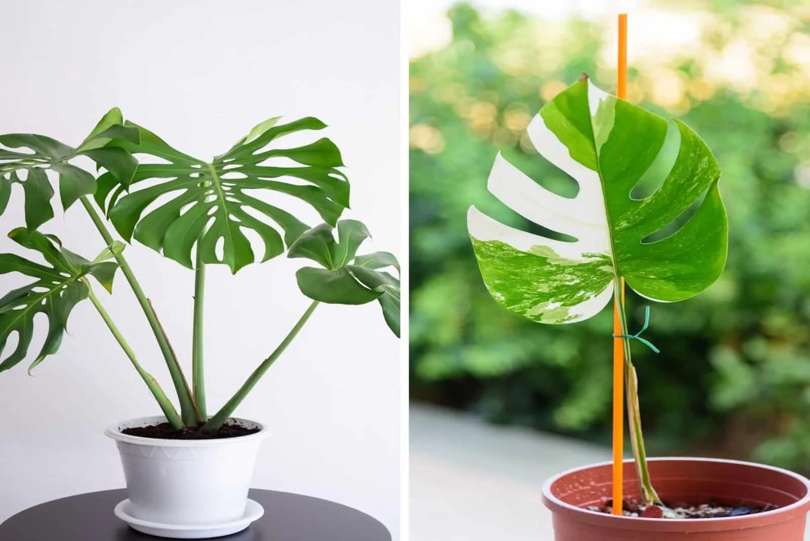 two similar plants