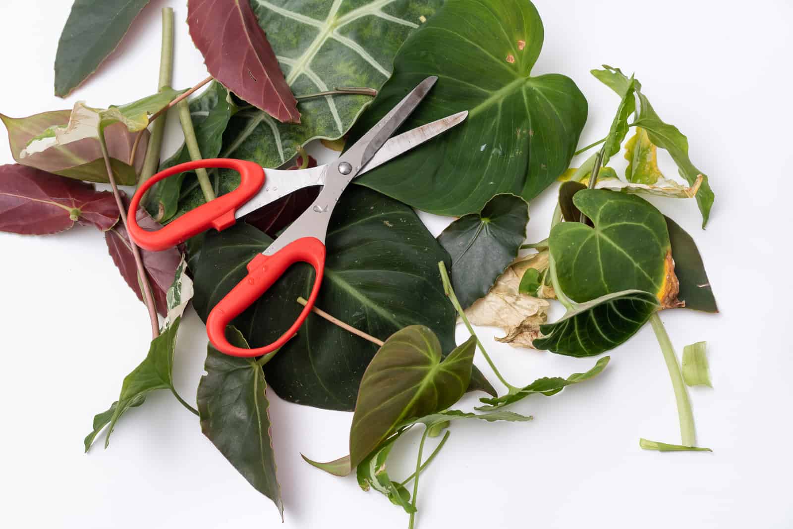 various type of plant and a red scissors