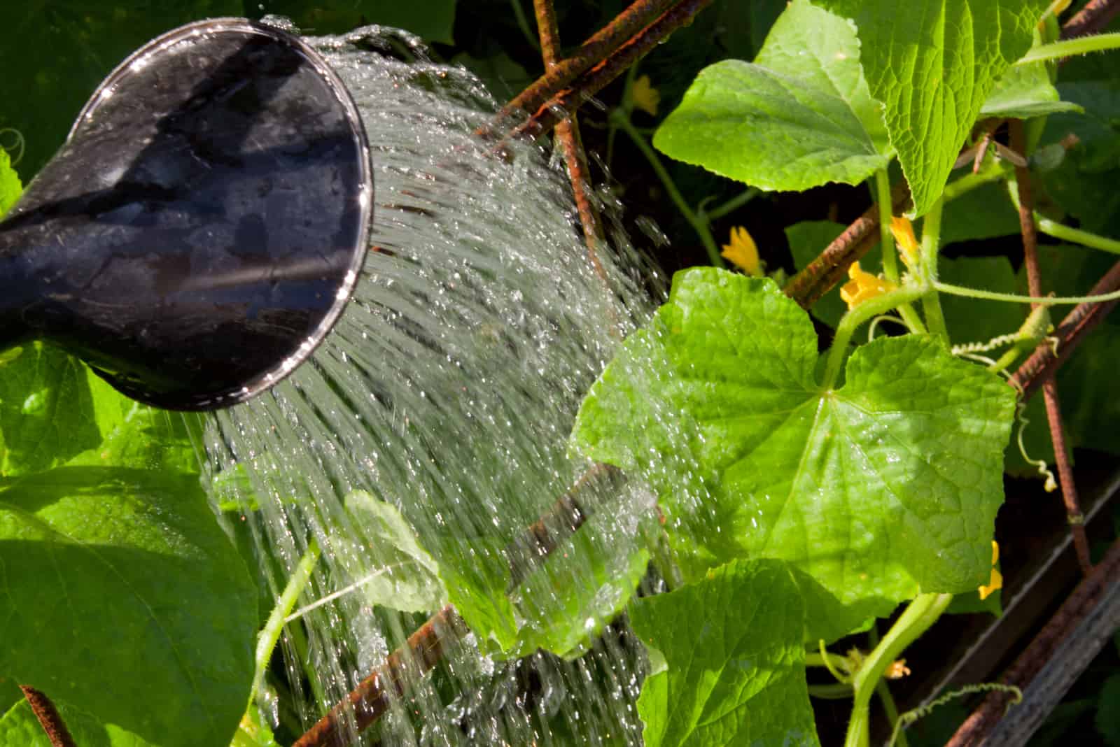 watering cucumber plant in garden