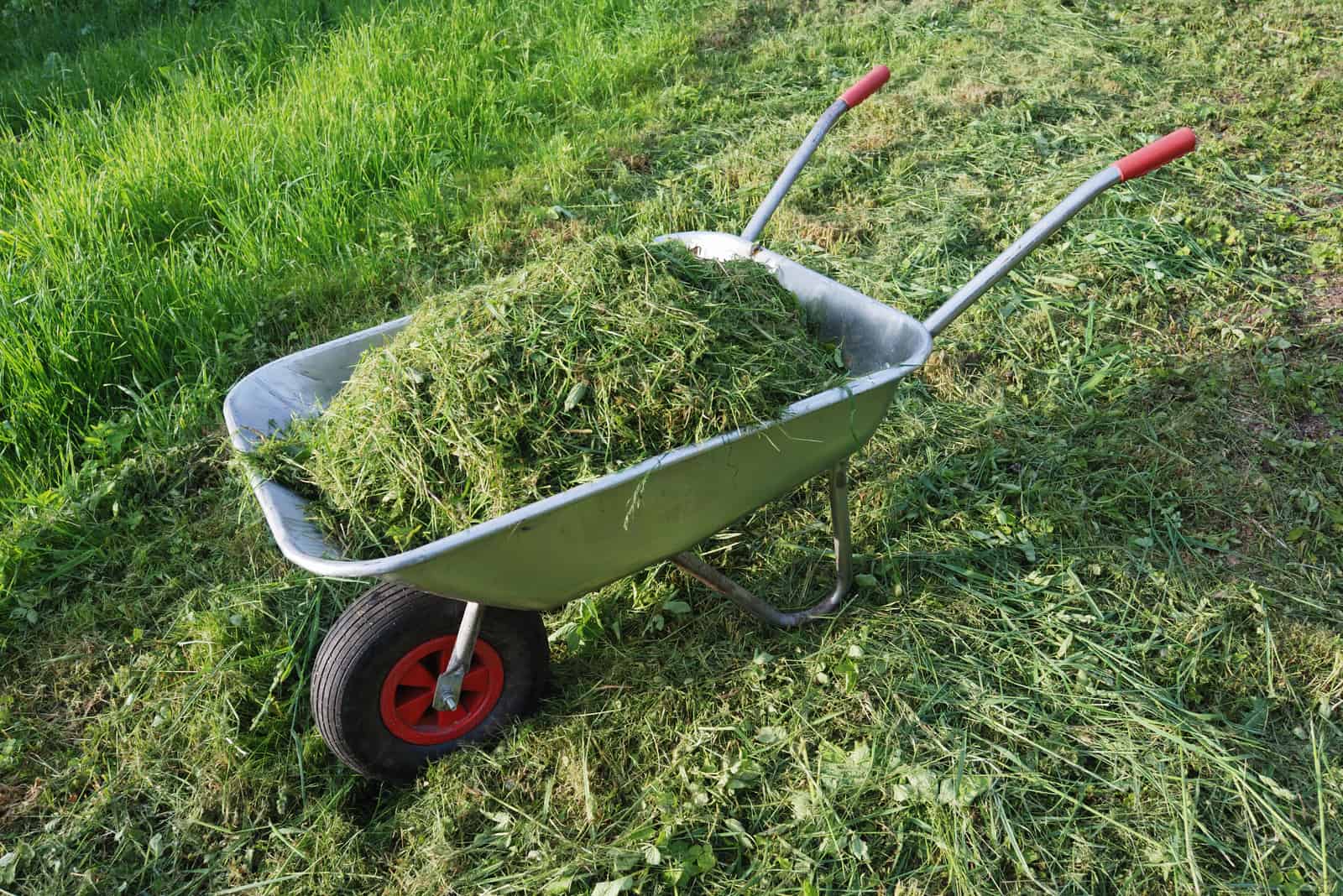 wheelbarrow on a lawn with fresh grass clippings in summer