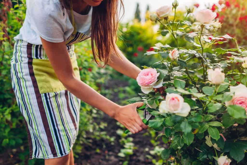 How Long Can Roses Go Without Water Question Answered