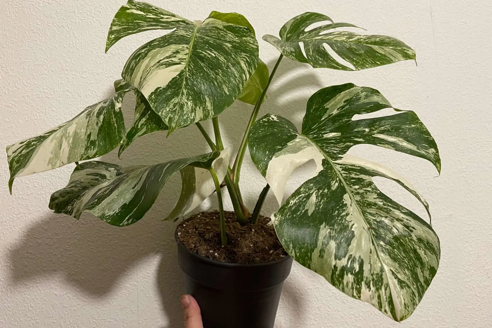 woman holding in a pot monstera marmorata