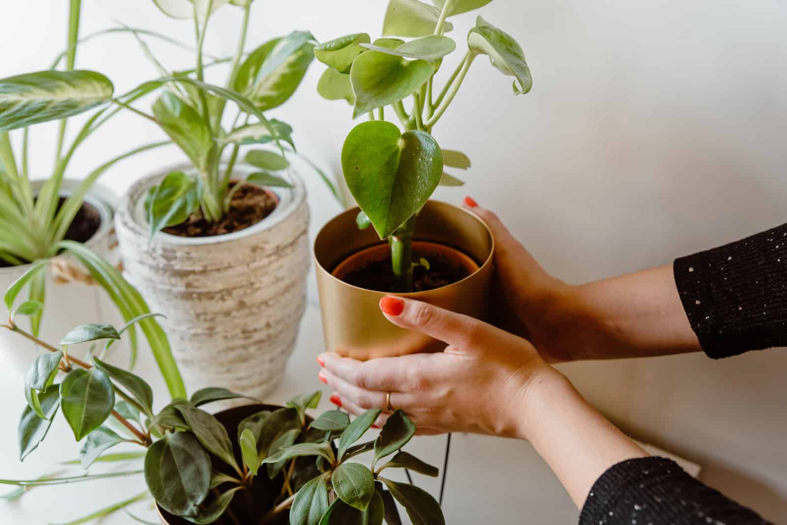 woman holding repotted peperomia plant in the pot