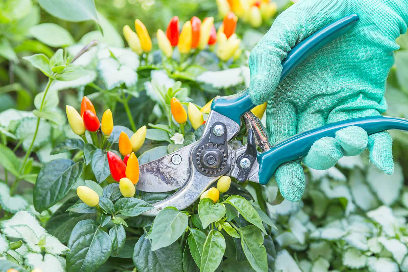 woman pruning peppers in the garden